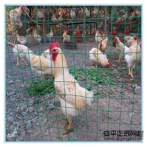 安平正辰養雞圍欄網 現貨供應 廠家定制
